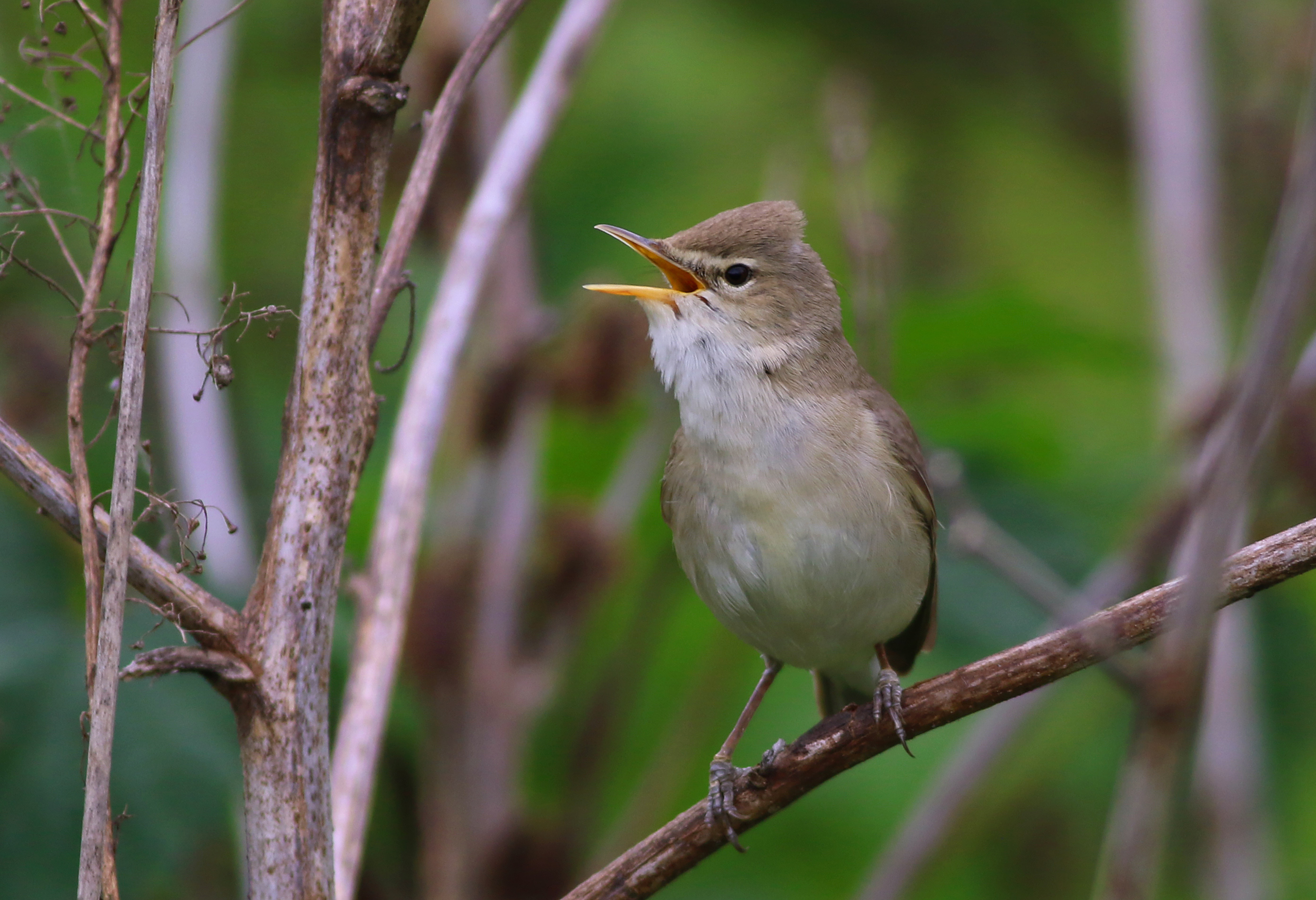 Eastern Olivaceous Warbler